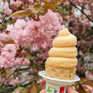 櫻花樹下吃雪糕🍦