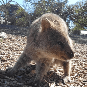 剛去了Rottnest Island探訪...