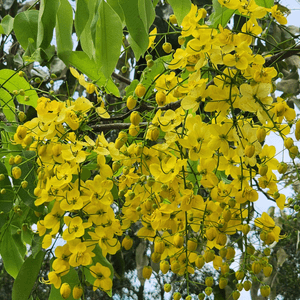 美麗荔枝角公園