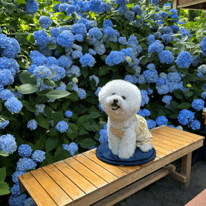 紫陽花秘境-藍色花海雲昌寺