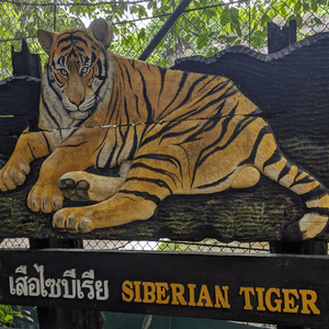 Siberian Tiger