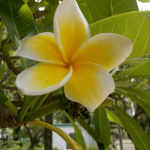 黃黃雞蛋花