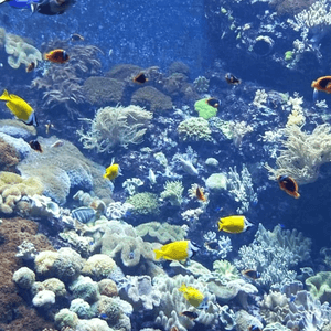 號稱全世界最大的珊瑚水族館，有不...