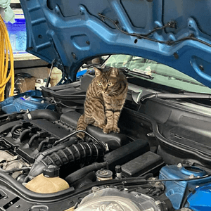 維修汽車的貓師傅😽