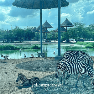 泰國親子景點曼谷賽佛瑞野生動物園 Safari World