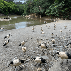 沖繩🪿🦆動物園近距離接觸動物👍🏻