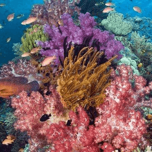 夏日潛水好去處：澳洲、關島、薄荷島