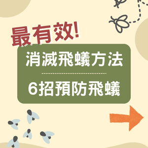 飛蟻變白蟻｜預防飛蟻｜最有效消滅飛蟻方法+ 6招預防飛蟻方法