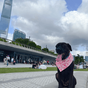 帶狗狗去西九文化公園曬太陽❗️💕