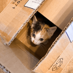 紙箱貓貓の~ 興奮到模糊🫨