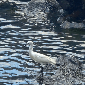 #解決危肌 #香港好去處 河塘月色...