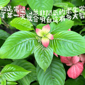 荔枝角公園🌺