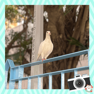 🍀🕊️《世界和平》之白鴿🕊️🍀