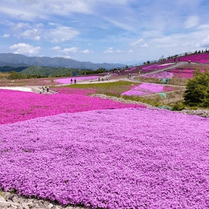 茶臼山高原 芝櫻祭 曲終人散🌸🌸