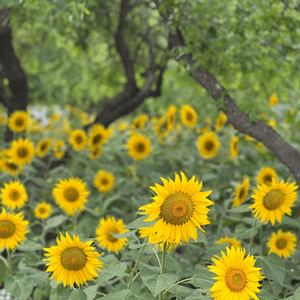 太陽花花海