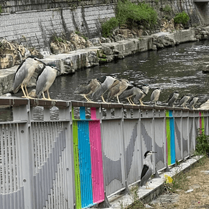 觀鳥好去處