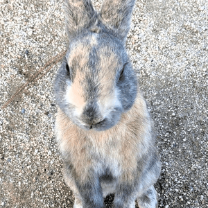 兔寶寶島！7年之約！🐰🐰