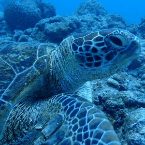 沖繩同海龜一齊游水😍🫶🏻🐢🏊‍♀️🩱