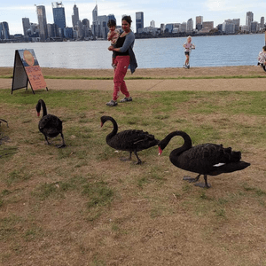 [西澳景點] South Perth 好風景☀️