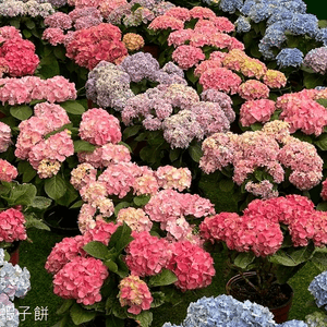 香港好去處｜香港公園溫室｜繡球花｜寶蓮花