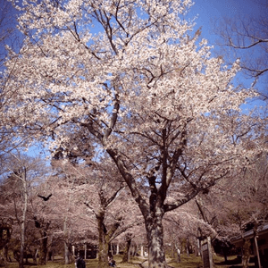 【櫻花2DAY遊】奈良、平野神社、京都御苑 (附短片)