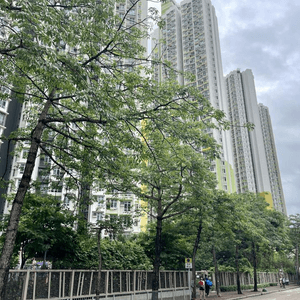 🌳🌳《長沙灣》隨影🌳🌳