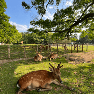 奈良公園🦌