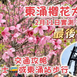 東涌櫻花園 2023 ｜80棵櫻花樹盛開｜實測近期打卡熱點｜花期將過 最後機會｜Cherry blossom Garden Tung Chung