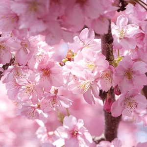 跟著日本櫻花前線賞櫻去吧!!2024日本最新櫻花開花、滿開時間預報