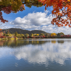 京都大覚寺之秋