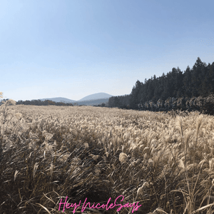 濟州島山君不離｜秋天滿山長滿紫芒草超震撼