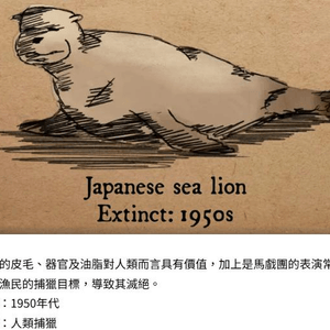 🦭日本海獅(Japanese sea lions)🦭