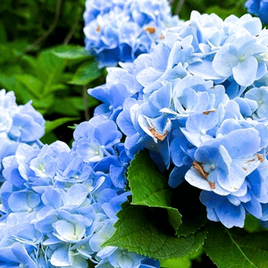 沖繩繡球花祭～饒平名繡球花園🌺🌺