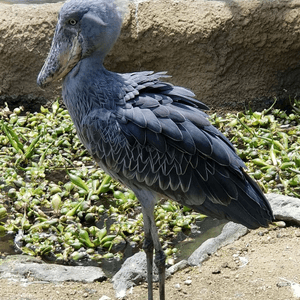 神戶動物王國🦅