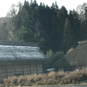 在長野市的旅程中，沿途在路邊看到綠...