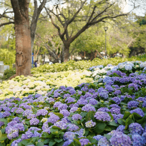 【香港🌸遊】漫天繡球．遍地開花．屯門公園｜文迪．漫遊．慢生活｜