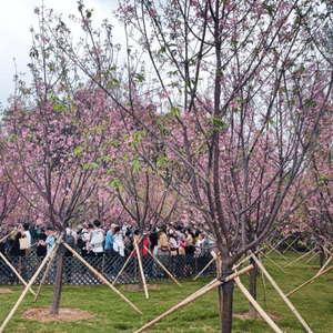 東涌櫻花園