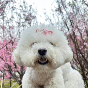 狗狗🍠賞櫻🌸