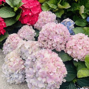 天水圍公園繡球花花海