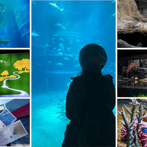 【大阪】觀光．全方位環繞主水槽的水族館｜ 海遊館 Osaka Aquarium KAIYUKAN