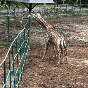 泰國動物園