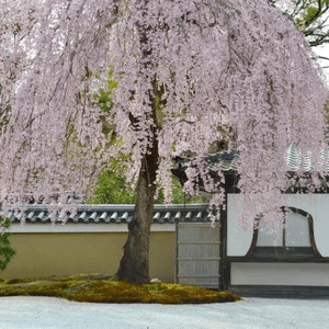 春天的高台寺