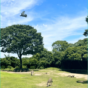 最鐘意睇野生動物🦏🐃🐂🦒🦓🐘🐆