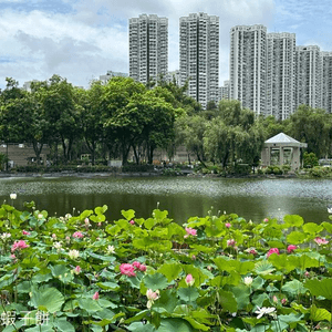 香港好去處｜天水圍公園｜荷花｜薑荷花｜百日紅