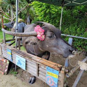 ⛰️僅餘十數人留守⭕️日本小島 ⛰️