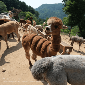 【旅遊韓國】任摸超可愛草泥馬大軍 - Alpaca World