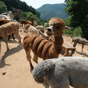 韓國近年熱門景點Alpaca Worl...