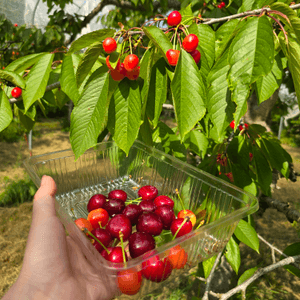 來來來!這是採摘櫻桃🍒的好季節啊😁