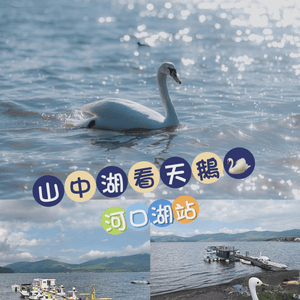 山中湖看天鵝🦢