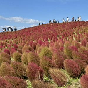 🇯🇵打卡之旅｜紅色掃帚草❤️｜日本最美車站 日立站